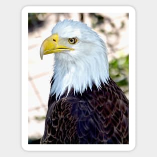 American Bald Eagle Sticker